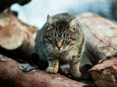 Caring For Cats is the Ultimate Guide Cats