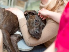 What To Do In The Event That Your Pet Becomes Sick Pet Becomes Sick
