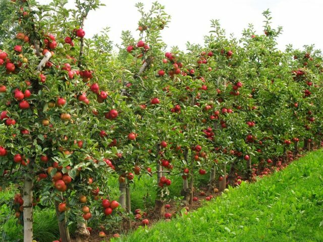 Why Should One Buy Dwarf Fruit Trees?