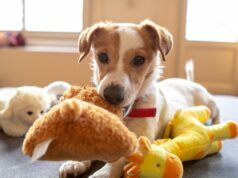 Beginners Guide To Studding Your Dog Studding Your Dog